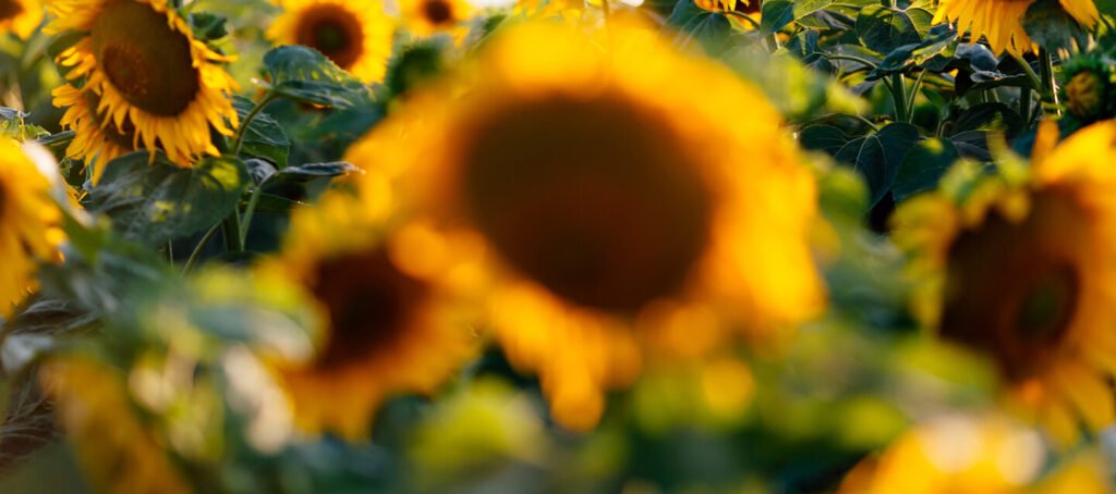 Відкрите поле можливостей: як Open Agri Club від Kernel допомагає малим фермерам рости разом із великим бізнесом